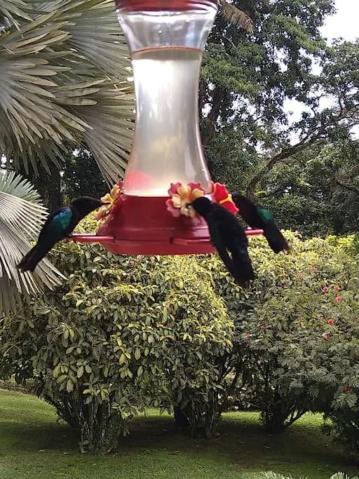 La Terre Des Ilets Martinique Apartamento Les Trois-Ilets